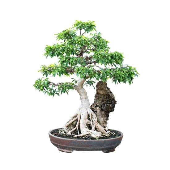 Come Curare Bonsai Ligustrum 1 potatura, concimazione e cure col tempo