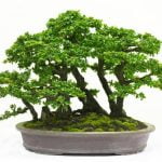 Quante Volte Dare Acqua Ad Un Bonsai la guida completa