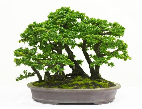 Quante Volte Dare Acqua Ad Un Bonsai 1 la guida completa