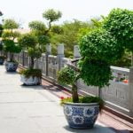 I segreti per annaffiare il bonsai Zelkova come Annaffiare il bonsai Zelkova correttamente