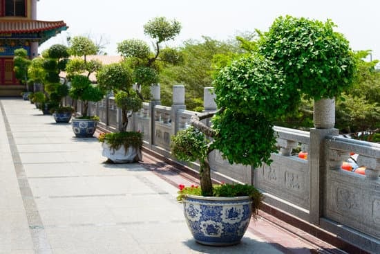 I segreti per annaffiare il bonsai Zelkova come Annaffiare il bonsai Zelkova correttamente