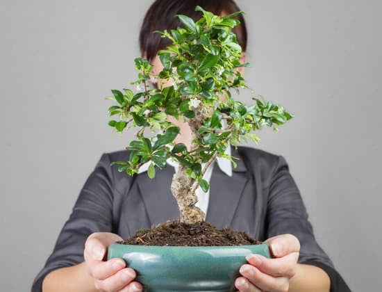 Che Bonsai Scegliere 1 guida alla scelta della varietà ideale per te