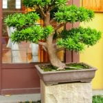 Segreti su come i bonsai restano piccoli