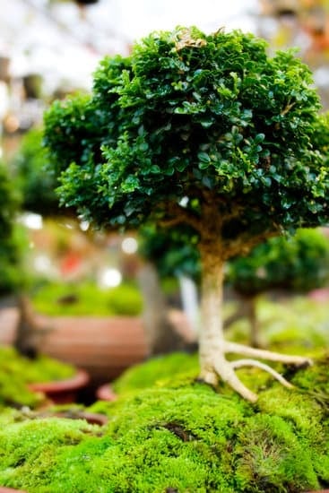 Dove Comprare Ginepro Bonsai Forum 1 Scopri su un forum specializzato dove comprare ginepro bonsai di alta qualità