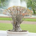 Perché Bisogna.Tagliare a 3 Gemme.I.Bonsai Perché bisogna tagliare a 3 gemme i bonsai per favorire la crescita