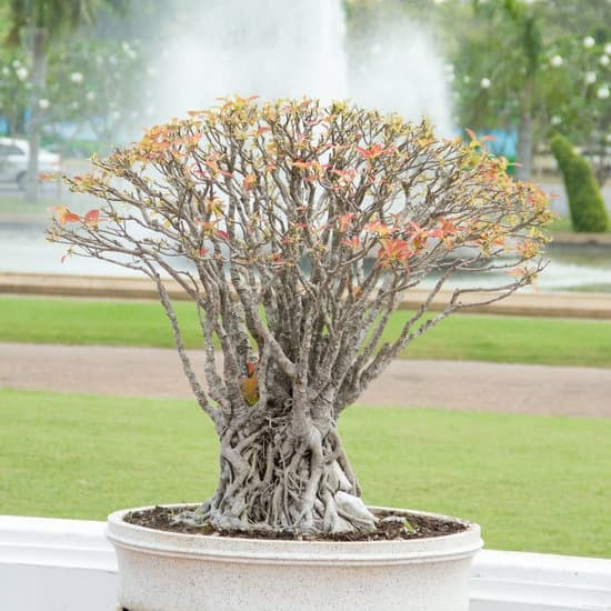 Perché Bisogna.Tagliare a 3 Gemme.I.Bonsai 1 Perché bisogna tagliare a 3 gemme i bonsai per favorire la crescita