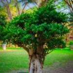 Segui questi passi per creare terriccio per rinvaso bonsai