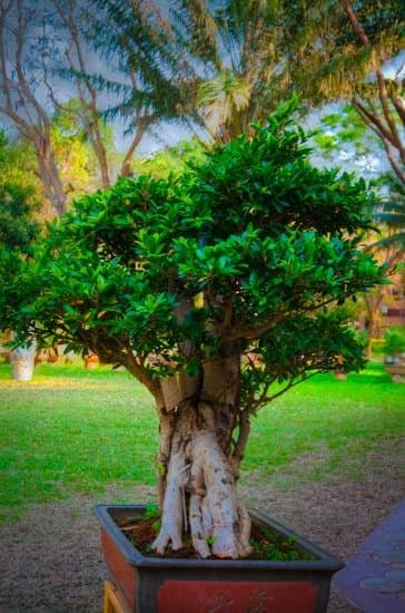 Segui questi passi per creare terriccio per rinvaso bonsai