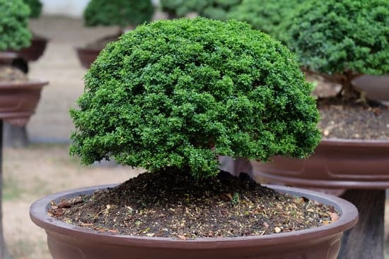 Come Creare Un Bonsai Di Ciliegio 1 Guida per creare un bellissimo bonsai di ciliegio