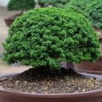 Scopri il significato giapponese della parola bonsai attraverso la sua storia e tradizione millenaria