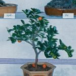 Dove Fare Corso Per Bonsai Alessandria Scopri dove fare il corso per bonsai ad Alessandria e coltiva la tua passione per la botanica