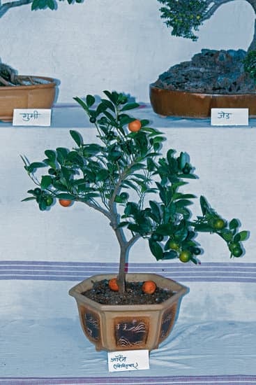 Dove Fare Corso Per Bonsai Alessandria 1 Scopri dove fare il corso per bonsai ad Alessandria e coltiva la tua passione per la botanica