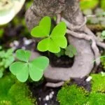 Utilizza la lama curva bonsai per tagli precisi e delicati