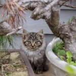 Come Curare Un Ficus Ginseng Bonsai consigli per il successo nella cura delle piante