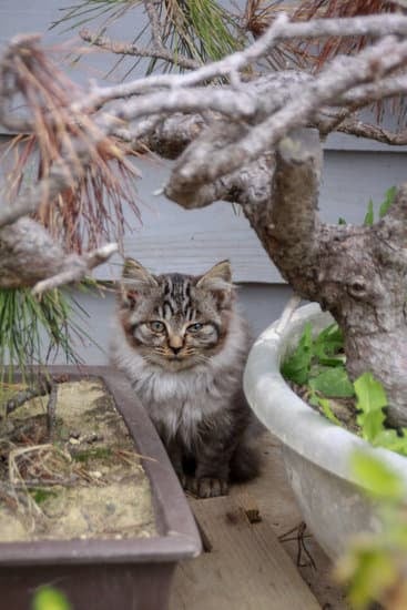 Scopri come fare i nodi al bonsai con questi semplici passaggi e tecniche efficaci