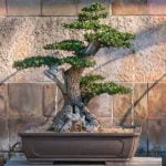 Quando Piegare Il Bonsai Di Ginepro consigli e tempistiche per modellare la pianta