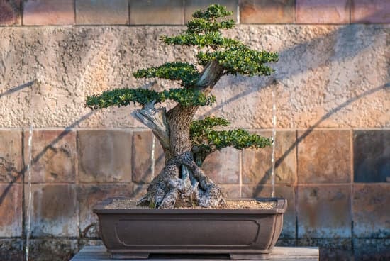 Quando Piegare Il Bonsai Di Ginepro 1 consigli e tempistiche per modellare la pianta