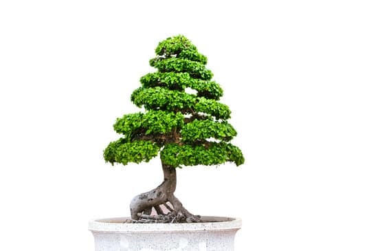 le tecniche e i segreti per una crescita rigogliosa