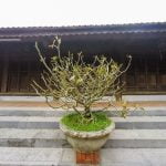 Scopri quanto tempo richiede coltivare un bonsai