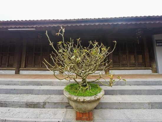 Quanto Tempo Bonsai 1 Scopri quanto tempo richiede coltivare un bonsai