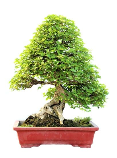 Scopri COME POTARE UN BONSAI per una crescita sana e armoniosa del tuo alberello in miniatura