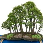 Come Modellare Bonsai Scopri come modellare bonsai con tecniche tradizionali e moderne per creare opere d'arte vivente
