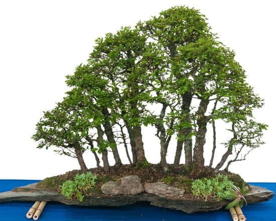 Scopri come modellare bonsai con tecniche tradizionali e moderne per creare opere d'arte vivente