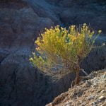 Come.Iniziare L'Arte.Del Bonsai Scopri come iniziare l'arte del bonsai con semplici passi e attenzione alle tecniche fondamentali