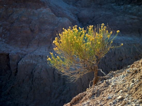 Scopri come iniziare l'arte del bonsai con semplici passi e attenzione alle tecniche fondamentali