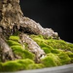 Quando Cambiare Terra Bonsai Scopri quando cambiare la terra al bonsai per mantenerlo sano e rigoglioso