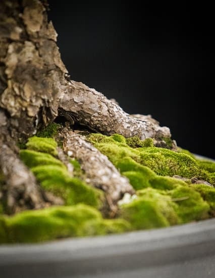 Scopri quando cambiare la terra al bonsai per mantenerlo sano e rigoglioso