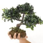 Come Utilizzare Le Foglie Di Un Ginseng Bonsai Scopri come utilizzare al meglio le foglie di un ginseng bonsai per la cura e la manutenzione