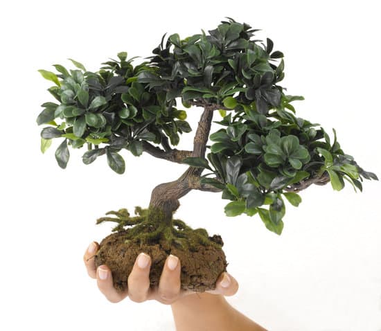 Come Utilizzare Le Foglie Di Un Ginseng Bonsai 1 Scopri come utilizzare al meglio le foglie di un ginseng bonsai per la cura e la manutenzione