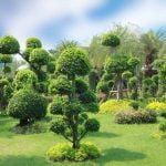 Come Modellare Un Bonsai Di Ulivo Come modellare un bonsai di ulivo