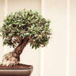 Come Fare Un Bonsai Di Crassula Guida dettagliata su come fare un bonsai di crassula