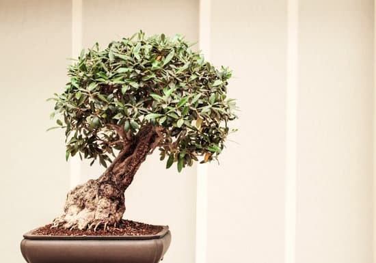 Come Fare Un Bonsai Di Crassula 1 Guida dettagliata su come fare un bonsai di crassula
