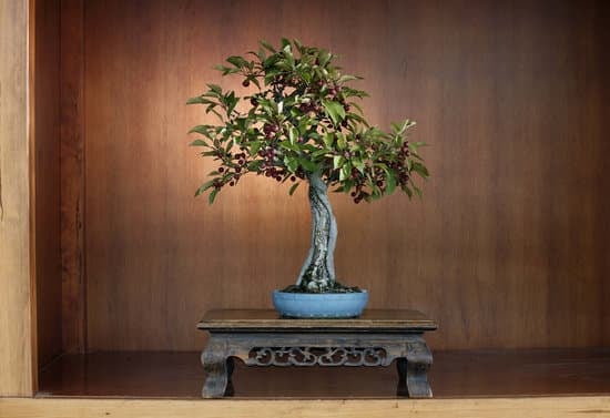 Scopri come annaffiare il bonsai con i nostri consigli esperti