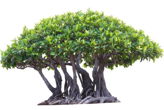 Cosa Fare Se Foglie Bonsai Ingialliscono 1 cure, potatura e controllo del terreno