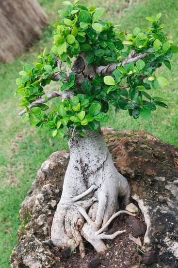 Come Si Accudisce Un Bonsai 1 come si accudisce un bonsai