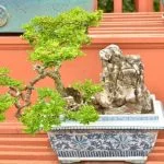 Scopri quando potare i bonsai di ulivo e mantienili sani e vigorosi