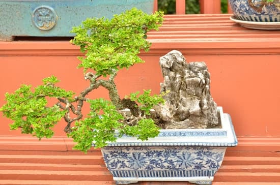 Scopri quando potare i bonsai di ulivo e mantienili sani e vigorosi