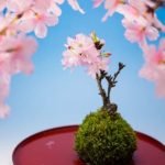 Come Curare Un Bonsai Di Ginseng Segui attentamente le istruzioni su come curare un bonsai di ginseng