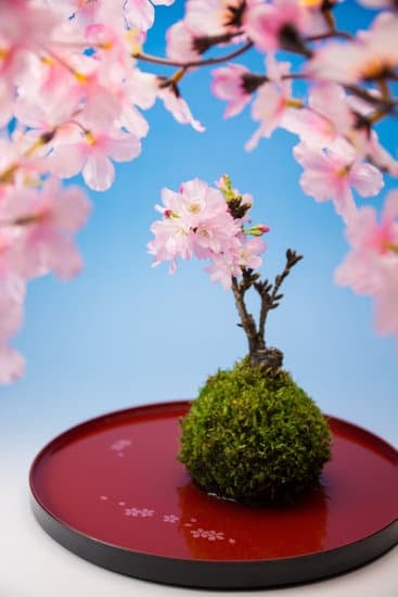 Segui attentamente le istruzioni su come curare un bonsai di ginseng