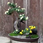 Come Si Cura Un Bonsai Ginseng consigli e istruzioni per un mantenimento ideale