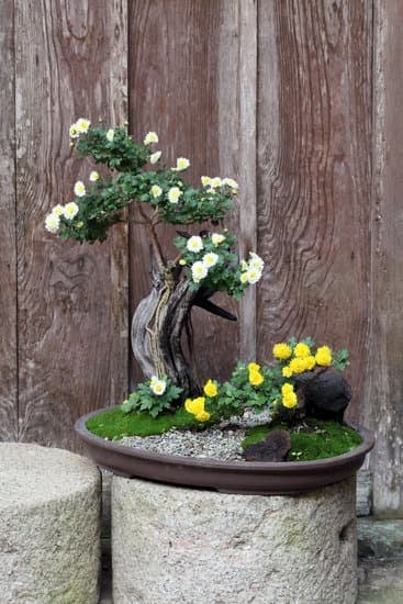 Guida pratica su come fare un bonsai da talea con successo