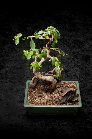 Come Fare Bonsai Di Crassula 1 Guida dettagliata su come fare bonsai di crassula con passi semplici e consigli utili