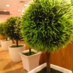 Come Recuperare Un Bonsai Di Ulivo Scopri i segreti su come recuperare un bonsai di ulivo con la nostra guida esperta