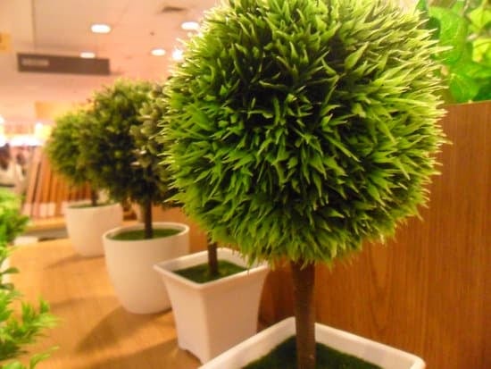 Come Coltivare I Bonsai Ficus 1 consulenza esperta e segreti del successo