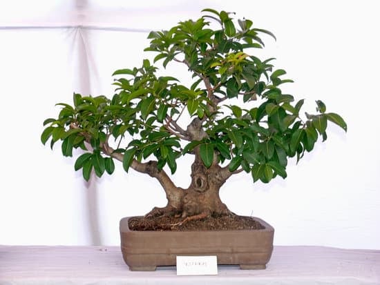 Che Acqua Usare Per Il Cyprus Ginseng Bonsai 1 Utilizzare acqua demineralizzata per il ginseng bonsai nel Cyprus
