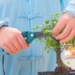 Scopri dove mettere il bonsai in giardino per garantirne la crescita ottimale